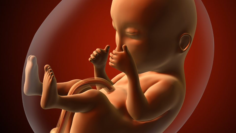 Il bambino sogna nella pancia della mamma?